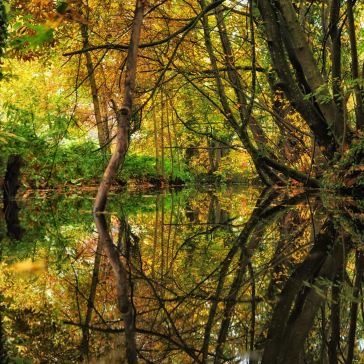 Der Herbst spiegelt sich im Teich wider